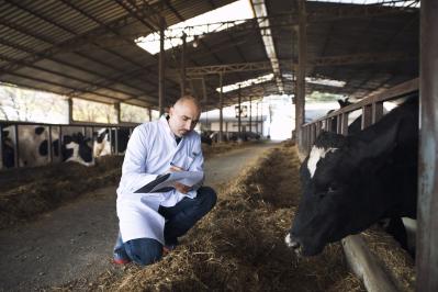 Veterinarian doctor checking health status of cattle at cows farm.